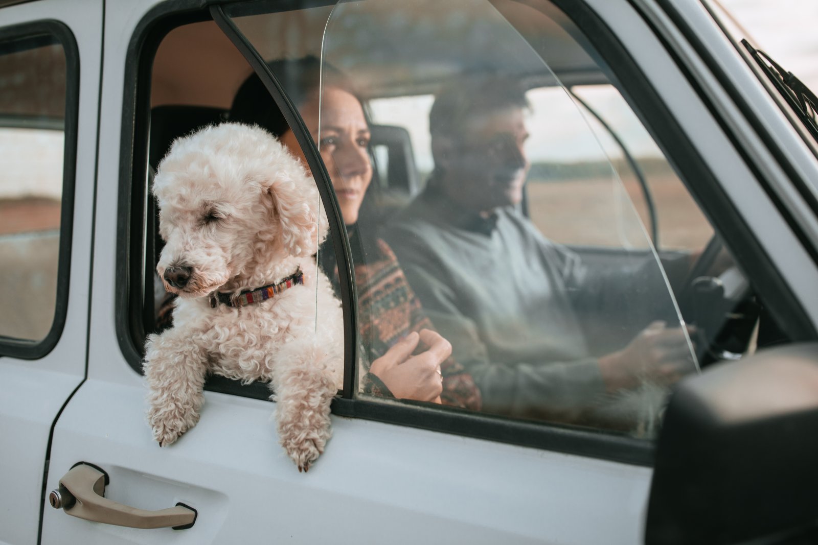 jazda samochodem z psem